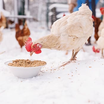 What Should I Feed My Chickens In Winter?