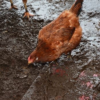 What Should I Feed My Chickens In Winter?