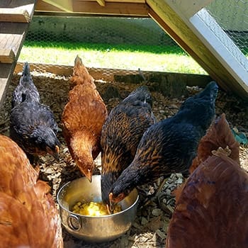 What Should I Feed My Chickens In Winter?