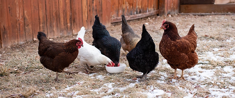 What Should I Feed My Chickens In Winter?