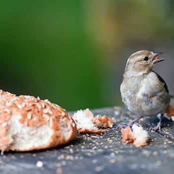 Stop Throwing Away Stale Bread. Do This Instead