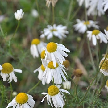 15 Medicinal Plants You Need To Start Growing This Spring