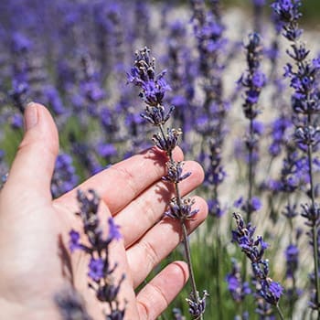 15 Medicinal Plants You Need To Start Growing This Spring