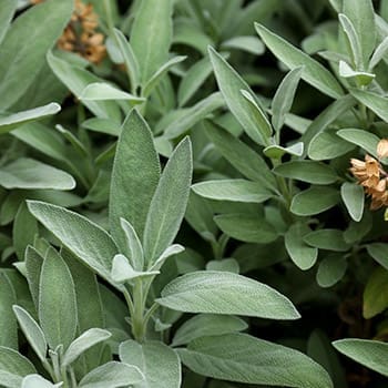 15 Medicinal Plants You Need To Start Growing This Spring