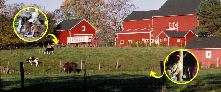 8 Miniature Farm Animals You Should Raise