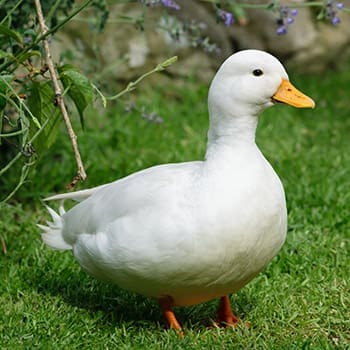 8 Miniature Farm Animals You Should Raise