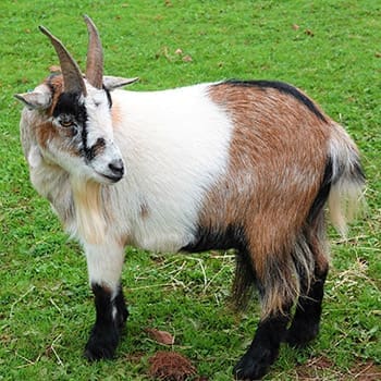 8 Miniature Farm Animals You Should Raise