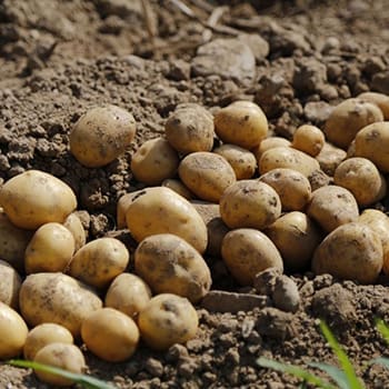 Are You Ready For The Upcoming Food Crisis?