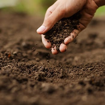 Avoid These 7 Common Greenhouse Gardening Mistakes