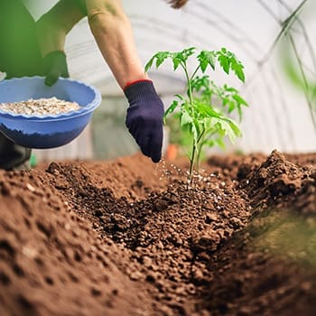 Avoid These 7 Common Greenhouse Gardening Mistakes