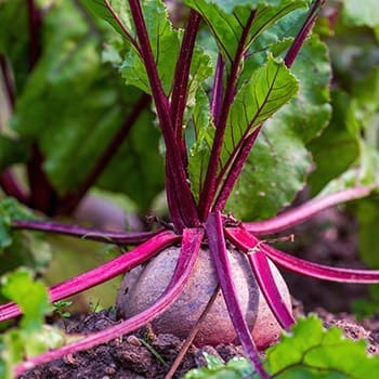 How To Plan Your Vegetable Garden for This Spring