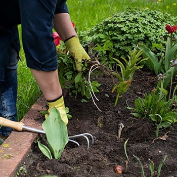 How To Plan Your Vegetable Garden for This Spring