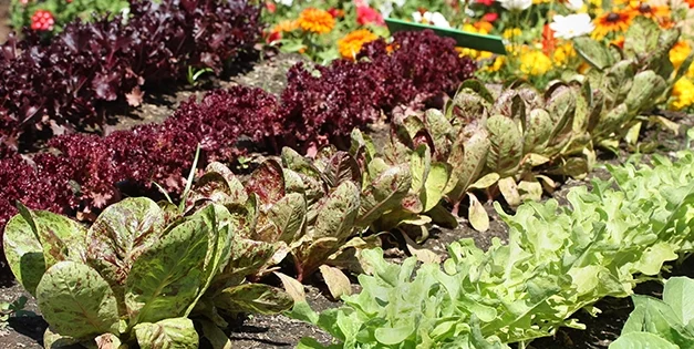 How To Plan Your Vegetable Garden for This Spring