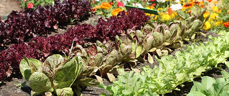 How To Plan Your Vegetable Garden for This Spring