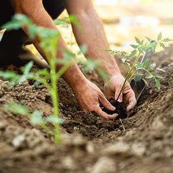 How To Start A Regenerative Garden