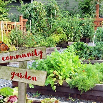 If You Don't Have Enough Space To Grow A Garden, Do This