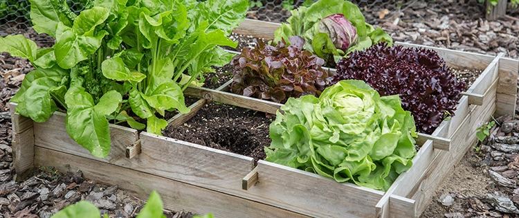 If You Don’t Have Enough Space To Grow A Garden, Do This