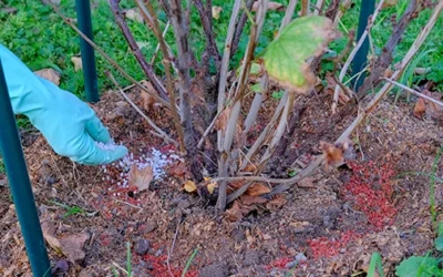 Soil Prepping Mistakes