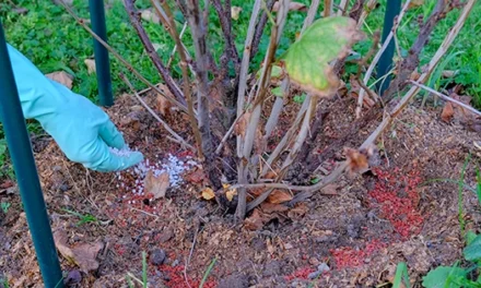 Soil Prepping Mistakes