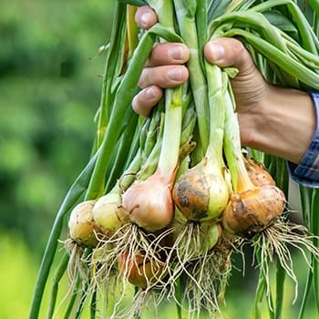 Best Crops For Your Straw Bale Garden