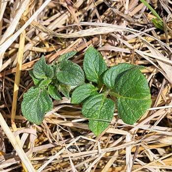 Best Crops For Your Straw Bale Garden