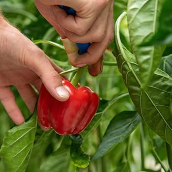 Best Crops For Your Straw Bale Garden