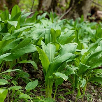 The Only Plants Soldiers Looked For During The Civil War