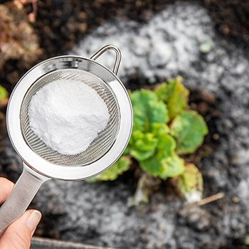 What Happens If You Use Powdered Milk To Your Plants