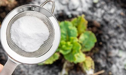 What Happens If You Use Powdered Milk To Your Plants