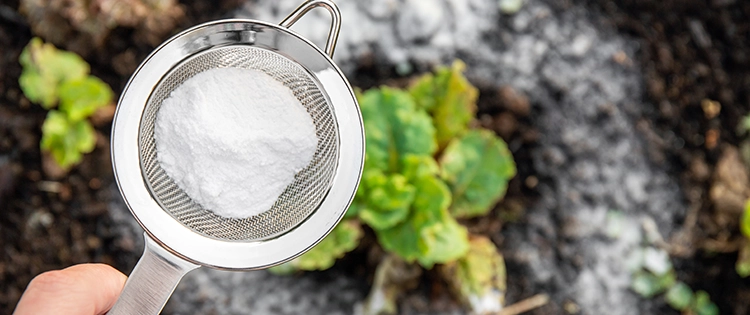 What Happens If You Use Powdered Milk To Your Plants