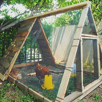 Can You Outfox HOA? - chickens