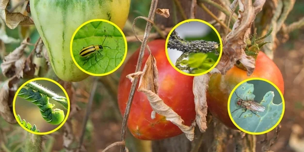 Deadly Bugs For Your Crops