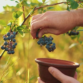 Foods The Pilgrims Ate When They First Arrived in America