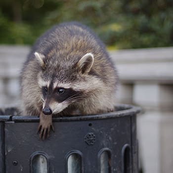 How To Keep Raccoons Away From Your Property