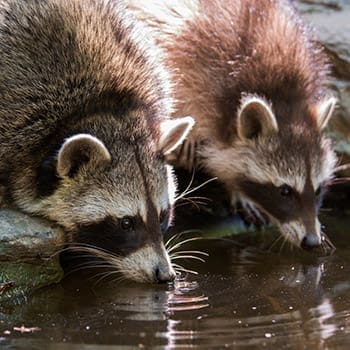 How To Keep Raccoons Away From Your Property