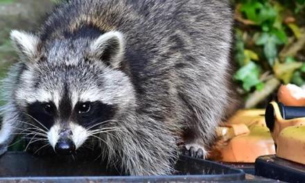 How To Keep Raccoons Away From Your Property