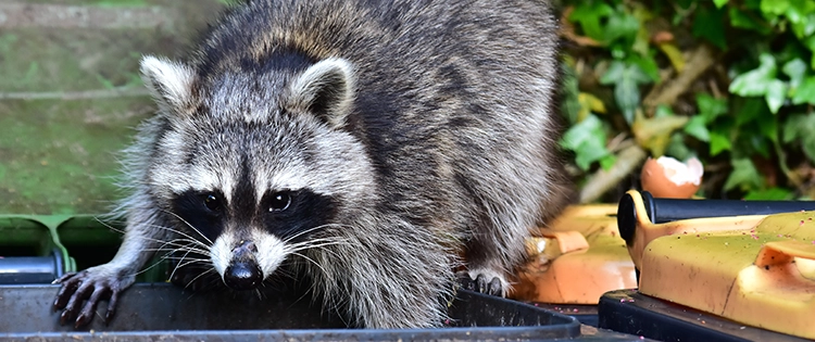 How To Keep Raccoons Away From Your Property