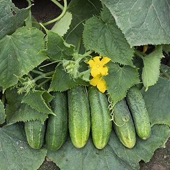 Plant These Now For An Early Summer Harvest