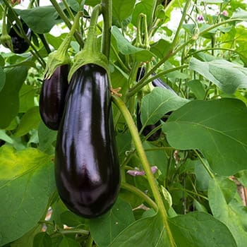 Plant These Now For An Early Summer Harvest