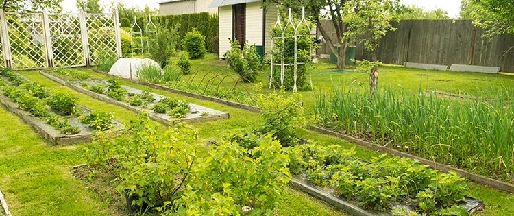Plant These Now For An Early Summer Harvest