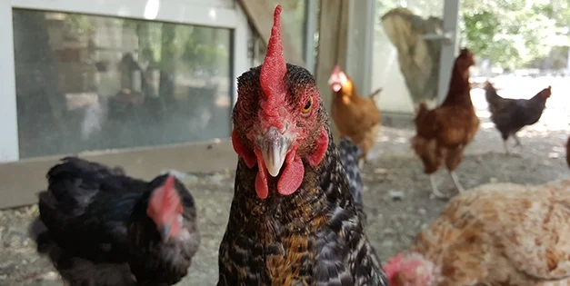 These Are The Most Dangerous Chicken Breeds. Do You Have Any Of Them?