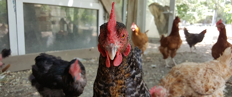 These Are The Most Dangerous Chicken Breeds. Do You Have Any Of Them?