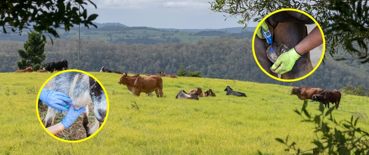 These Mistakes Could Kill Your Livestock