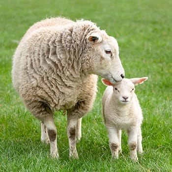 These Mistakes Could Kill Your Livestock