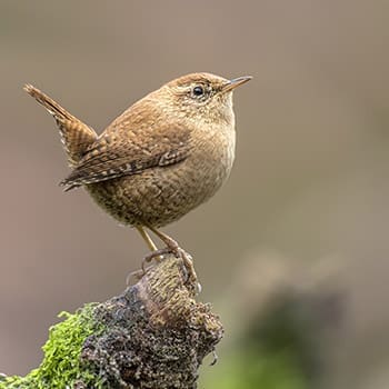 This Is Why You Should Attract These Birds In Your Garden