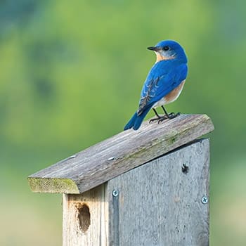 This Is Why You Should Attract These Birds In Your Garden