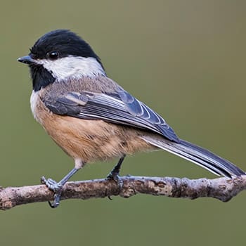 This Is Why You Should Attract These Birds In Your Garden