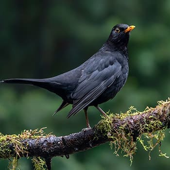 This Is Why You Should Attract These Birds In Your Garden