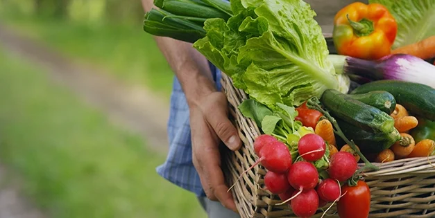 Vegetable Planting “Tips” That Ruined My Crops