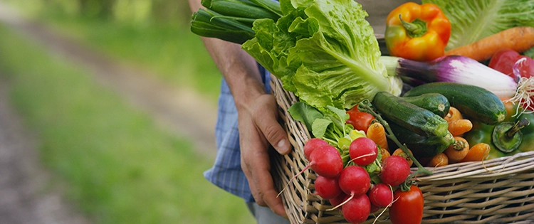 Vegetable Planting “Tips” That Ruined My Crops